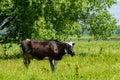 large cash cow near arable field and trees in summer