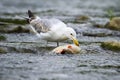Large Caspian Gull Feeding On A Fish In Stream With Cold Water In Nature.