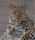 A royal looking Leopard stares down the photographer