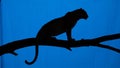 Of a large cat, possibly a leopard, perched on a tree branch Royalty Free Stock Photo
