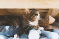 A large cat sits on the wood under the roof