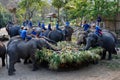 Large catering fruit buffet Khantok Chang for elephants on Thai Elephant Day