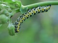 Large caterpillar eating a plant flower Royalty Free Stock Photo