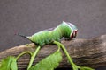 Caterpillar of European puss moth Cerura Vinula or springtail