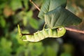 Large caterpillar hawk Royalty Free Stock Photo