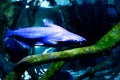 A large catfish swimming through a submerged, root-filled freshwater environment Royalty Free Stock Photo