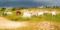 Large Cattles, well fed cows grazing in a grassland near a village in Jos Nigeria