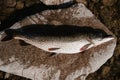 large caught fish pike lies on rock on shore Royalty Free Stock Photo