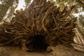 Large Cave In The Roots of a Sequoia Tree Royalty Free Stock Photo