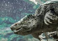 large cayman turtle with open mouth swims under water close up