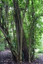 A large central tree trunck surrounded by smaller bamboo trees encircling the larger tree Royalty Free Stock Photo