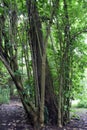 A large central tree trunck surrounded by smaller bamboo trees encircling the larger tree
