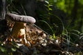 Large cep mushroom under tree in forest