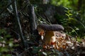 Large cep mushroom under tree in wood