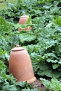 Large ceramic earthenware pot in a vegetable garden Royalty Free Stock Photo