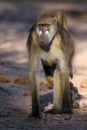 Large Chacma Baboon Walking into sunlight