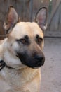 Large chained dog with erect ears and expressive eyes Royalty Free Stock Photo