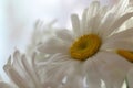 Large chamomile from a bouguet on a blurred white background as a background.