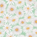 Large chamomile flowers. Vintage seamless pattern in a watercolor style