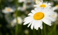 Large chamomile with raindrops on the petals in the field