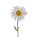 Large chamomile on a stem on a white background isolate, one chamomile flower closeup