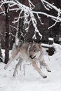 A large cheerful gray wolf quickly rushes runs and jumps high, tsnow forest