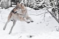 A large cheerful gray wolf quickly rushes runs and jumps high, tsnow forest