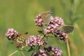 Beauty of butterflies