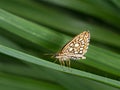 Large chequered skipper butterfly, with eggs.