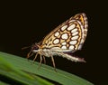 Large chequered skipper (Heteropteris morpheus) butterfly Royalty Free Stock Photo