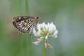 Large chequered skipper on white clover