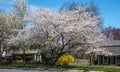 Large cherry blossom tree USA - 2 Royalty Free Stock Photo