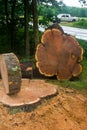 A large cherry tree felled