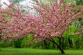 Large cherry tree with many branches with vivid pink flowers in full bloom with blurred background in a garden in a sunny spring Royalty Free Stock Photo