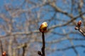 a large chestnut bud on a blurred natural background Royalty Free Stock Photo