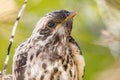 Pallid Cuckoo Chick in South Australia