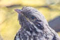 Pallid Cuckoo Chick in South Australia