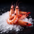 Large chilled shrimp with ice on a dark background Boiled shrimp with ice. Fresh shrimp on a black background, top view. Seafood