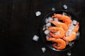 Large chilled shrimp in a plate with ice on a dark wooden background