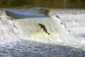 Leaping Up the River: Salmon Fall Migration Royalty Free Stock Photo