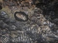 large chiton on a rock at the beach Royalty Free Stock Photo