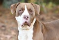 Large chocolate and white Pitbull Shar Pei mix dog outside Royalty Free Stock Photo