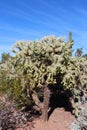 A large Cholla Cactus filled with fruit in the Arizona desert Royalty Free Stock Photo