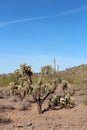 A large cholla cactus in a mountainous, desert landscape filled with Saguaro and prickly pear cacti, Palo Verde trees