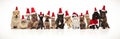Large christmas team of many cute cats and dogs Royalty Free Stock Photo