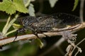 Large cicada on a branch of a bush