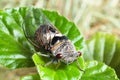 Cicada on a green leaf Royalty Free Stock Photo