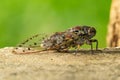 Large Cicada perching on cement floor