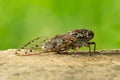 Large Cicada perching on cement floor Royalty Free Stock Photo
