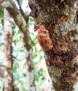 Large cicada shell